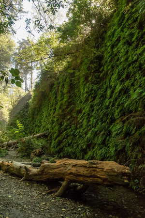Beautiful Fern Canyon on the California west coast, Redwood National Park, USAの写真素材