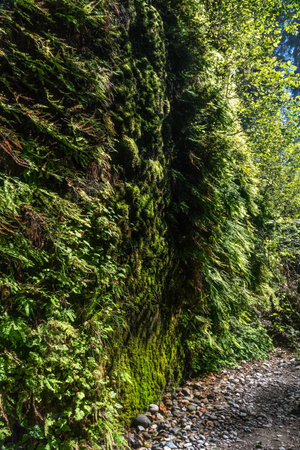 Beautiful Fern Canyon on the California west coast, Redwood National Park, USAの写真素材