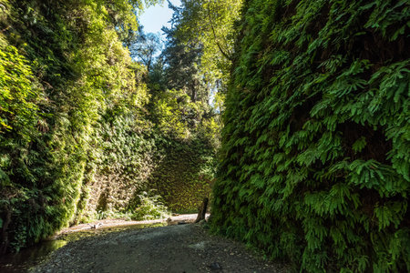 Beautiful Fern Canyon on the California west coast, Redwood National Park, USAの写真素材