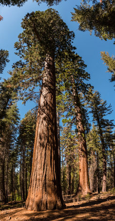 Huge redwood cedar tree in the Yosemite National Park, USAの写真素材