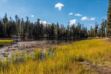 Beautiful seagrass in a small lake in the Yosemite National Park, USAの写真素材
