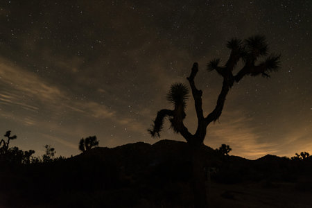 Silhouette of a Joshua tree at night in Joshua Tree National Park, USAの写真素材