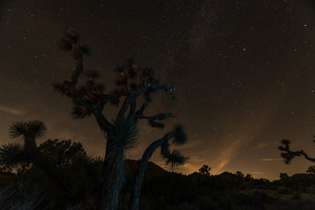 Silhouette of a Joshua tree at night in Joshua Tree National Park, USAの写真素材