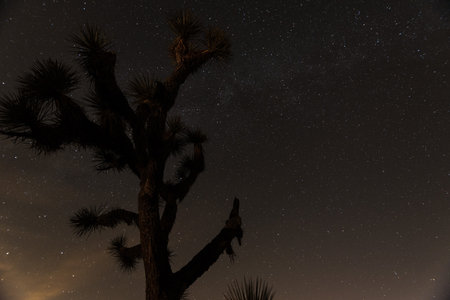 Silhouette of a Joshua tree at night in Joshua Tree National Park, USAの写真素材