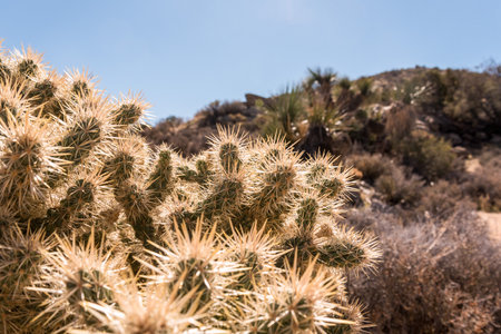 Great desert landscape in Joshua Tree National Park, United Statesの写真素材