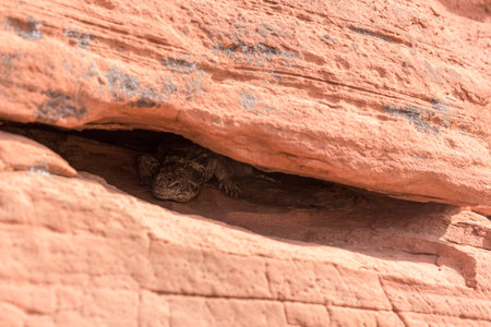 A big Chuckwalla lizard on the rock of Valley of Fire State Park, Nevada, USAの写真素材