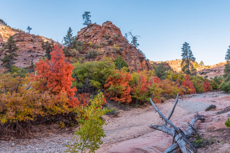 Colorful trees on a riverbed near the Pine Creek Gorge in Zion NP, USAの写真素材