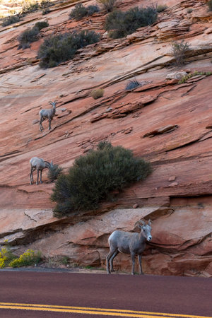 A small bighorn sheep family at the Mount Carmel Hwy in Zion NP, USAの写真素材