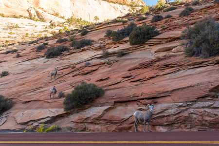 A small bighorn sheep family at the Mount Carmel Hwy in Zion NP, USAの写真素材