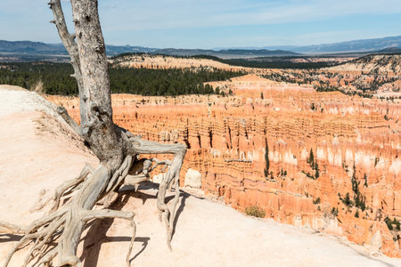 A tree survinvg in the sparse Bryce Canyon landscape, USAの写真素材