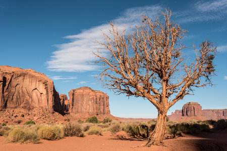 A dry tree resisting the harsh arid conditions of the Monument Valley, USAの写真素材