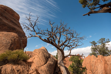 A beautiful old dry tree in the Arches National Park, USAの写真素材