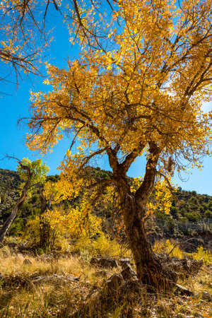 Scenic trees with vibrant yellow leaves at the Rio Grande, USAの写真素材