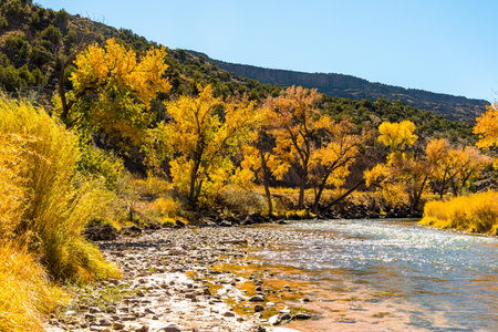 Scenic trees with vibrant yellow leaves at the Rio Grande, USAの写真素材