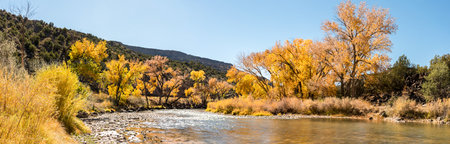 Scenic trees with vibrant yellow leaves at the Rio Grande, USAの写真素材