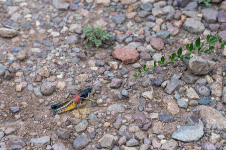 Colorful grasshopper in Big Bend National Park, Texas, USAの写真素材