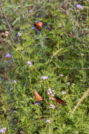 Beautiful Queen butterflies in the Big Bend National Park, USA