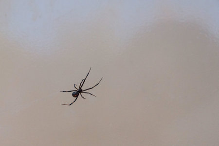 A poisonous Black Widow spider in the Big Bend National Park, USA