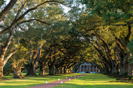 Famous Oak Alley Plantation in Louisiana, United Statesの写真素材