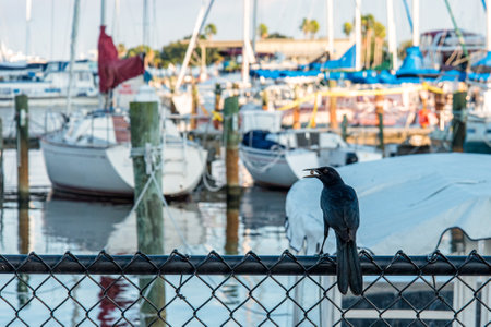 A black bird with a pearl in his beak at the yacht harbor of St. Petersburg, USAの写真素材