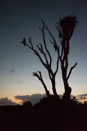 A raptor bird on a tree and its nest, Everglades NP, USAの写真素材