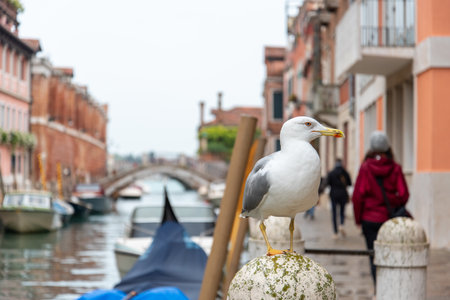 Tourist and Seagull during rainy weather at the Rio de la Fornace, Dorsoduro District, Venice, Italyの写真素材