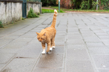 Cat walking on Murano Island, District of Venice, Italyの写真素材