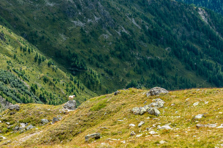 Scenic alpine landscape in the High Tauern National Park during a hike around Mt. Grossglockner, Austriaの写真素材