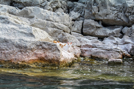 A cat alone on a rocky island in Lake Skadar, Montenegroの写真素材