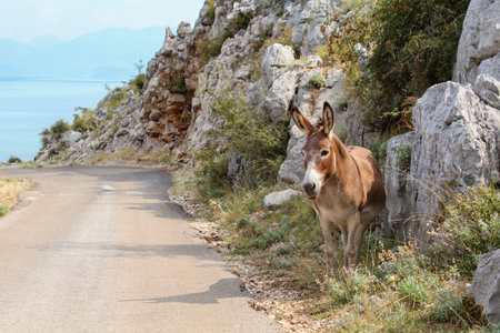 A donkey alone in the landscape of Lake Skadar in Montenegroの写真素材