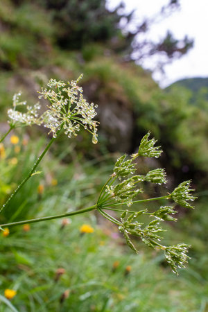 Hiking the Bavarian alps around Lenggries, Germanyの写真素材