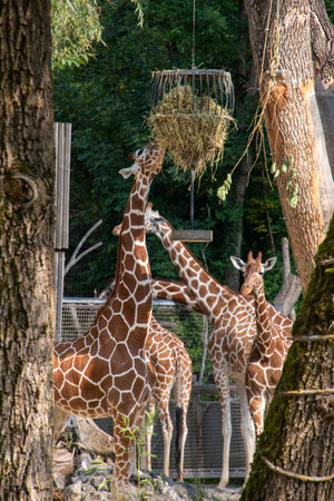 Beautiful elegant giraffes in the Hellabrunn Zoo in Munich, Germanyの写真素材