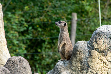 A meerkat guarding his family from a rock, Hellabrunn Zoo in Munich, Germanyの写真素材