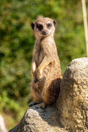 A meerkat guarding his family from a rock, Hellabrunn Zoo in Munich, Germanyの写真素材