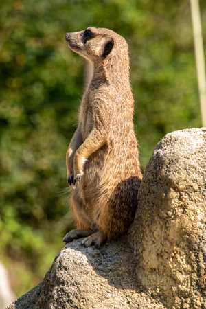 A meerkat guarding his family from a rock, Hellabrunn Zoo in Munich, Germanyの写真素材
