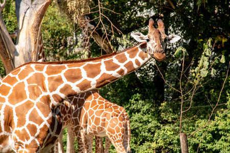 Beautiful elegant giraffes in the Hellabrunn Zoo in Munich, Germanyの写真素材