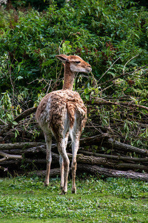 Backside and profile of an alpaca in the Hellabrunn zoo in Munich, Germanyの写真素材
