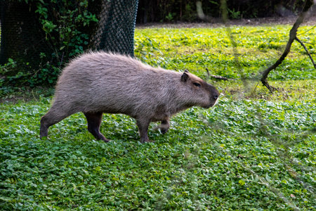 A beautiful capybara walking to the water, Hellabrunn Zoo in Munich, Germanyの写真素材