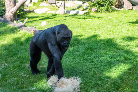Beautiful Gorilla with a fascinating intelligent expression in the Hellabrunn Zoo in Munich, Germanyの写真素材
