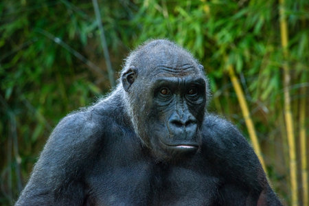 Beautiful Gorilla with a fascinating intelligent expression in the Hellabrunn Zoo in Munich, Germanyの写真素材