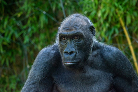 Beautiful Gorilla with a fascinating intelligent expression in the Hellabrunn Zoo in Munich, Germanyの写真素材