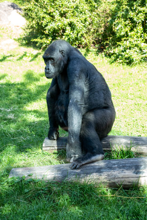 Beautiful Gorilla with a fascinating intelligent expression in the Hellabrunn Zoo in Munich, Germanyの写真素材