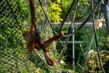 Beautiful orangutans in the Hellabrunn zoo in Munich, Germanyの写真素材