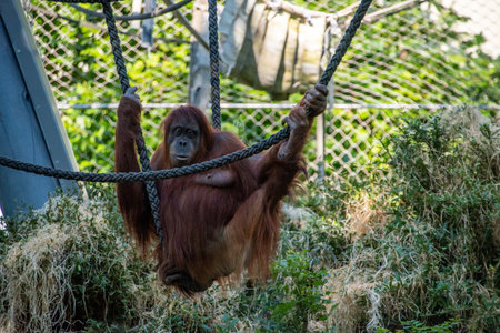 Beautiful orangutans in the Hellabrunn zoo in Munich, Germanyの写真素材