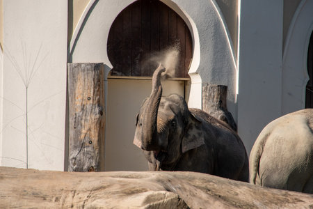 An Asian elephant in the zoo in Hellabrunn in Munich, Germanyの写真素材