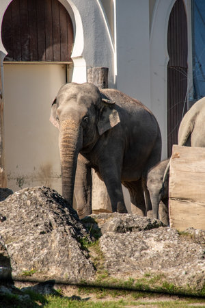 An Asian elephant in the zoo in Hellabrunn in Munich, Germanyの写真素材