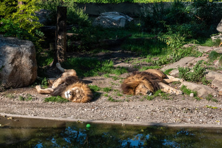 Lion sleeping peacefully in the sun, Hellabrunn zoo in Munich, Germanyの写真素材