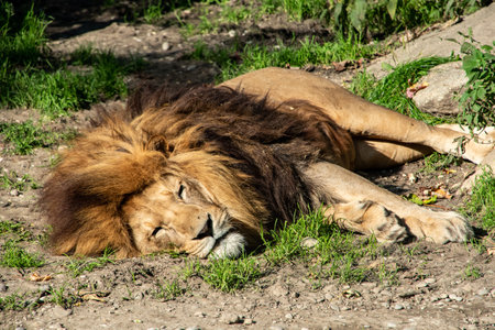 Lion sleeping peacefully in the sun, Hellabrunn zoo in Munich, Germanyの写真素材