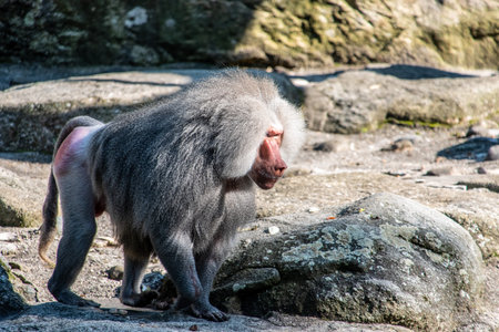 A baboon in the zoo Hellabrunn walking to its family, Munich in Germanyの写真素材