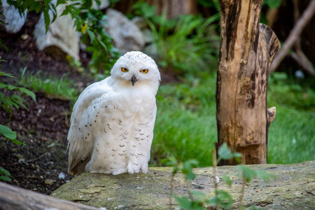 An arctic owl looking directly into the camera in the zoo Hellabrunn in Munich, Germanyの写真素材